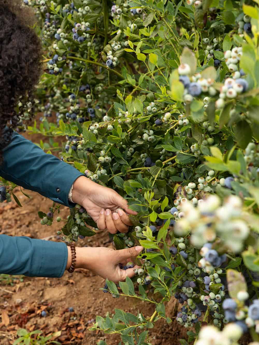 Jessica from Big Delicious Life picking blueberries at Fairfield Farms