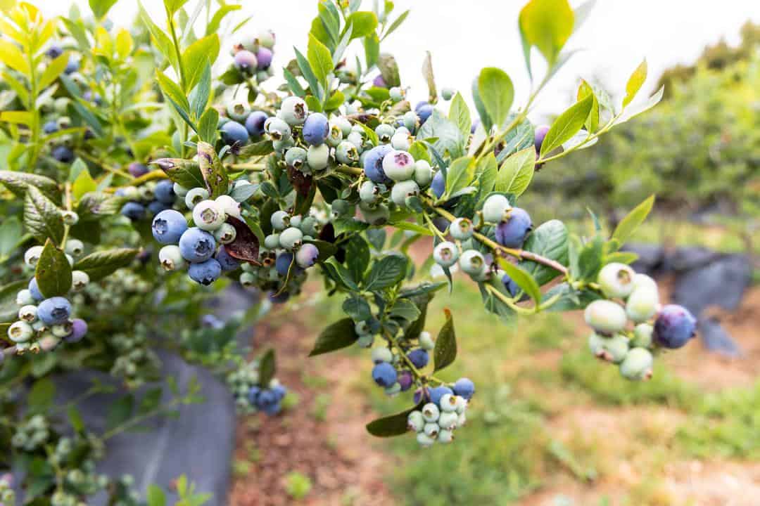 Organically grown Blueberries on the vine at Fairfield Farms