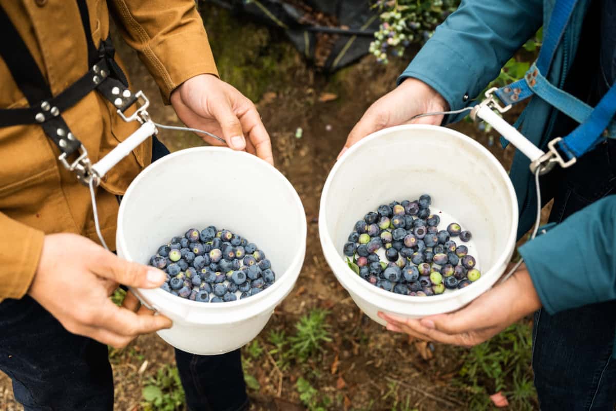 Kyle Hagerty and Jessica Lawson holding buckets of blueberries at Fairfield Farms