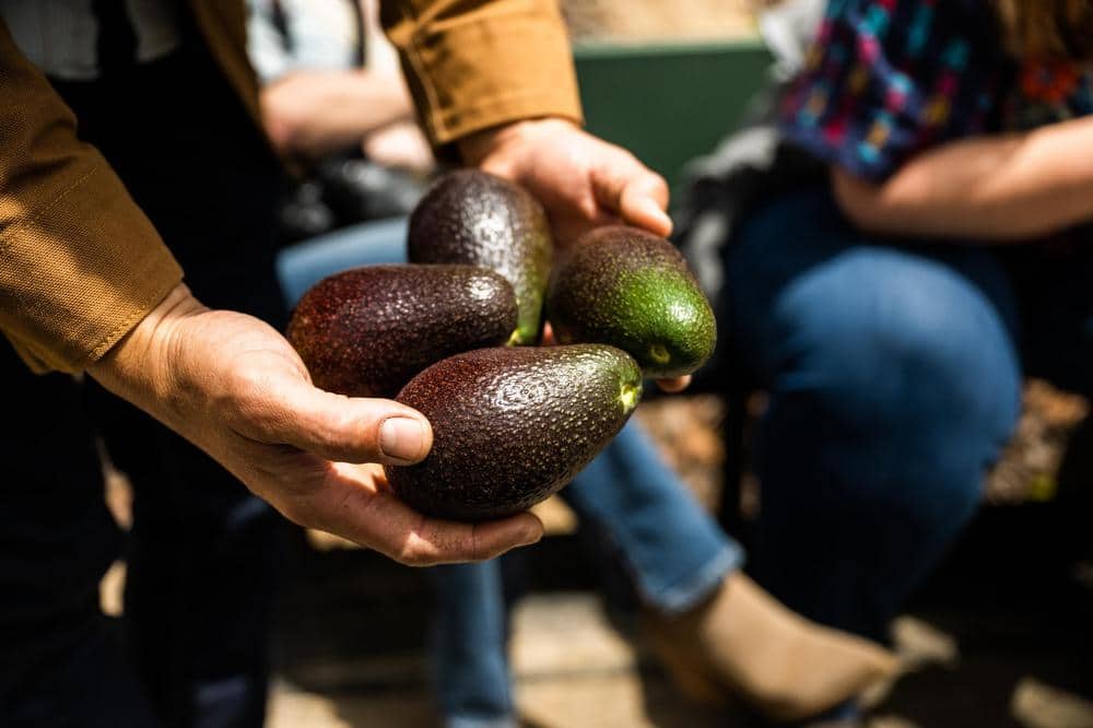 Kyle Hagerty holding organically grown avocados from Fairfield Farms