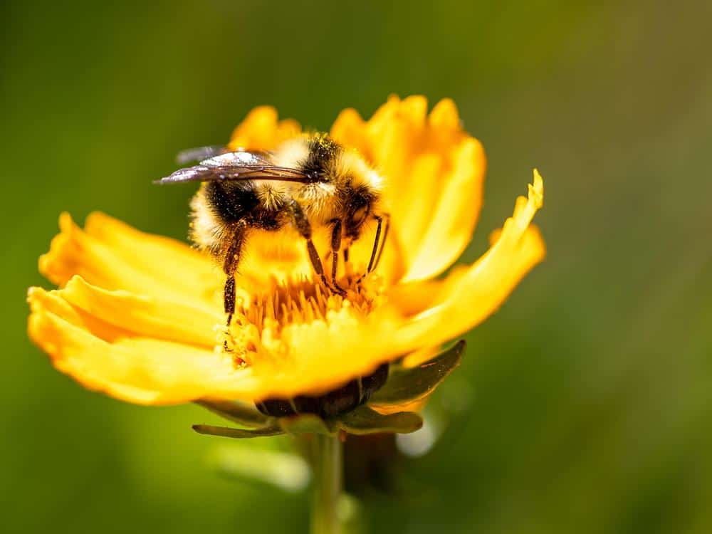 Bee covered in pollen