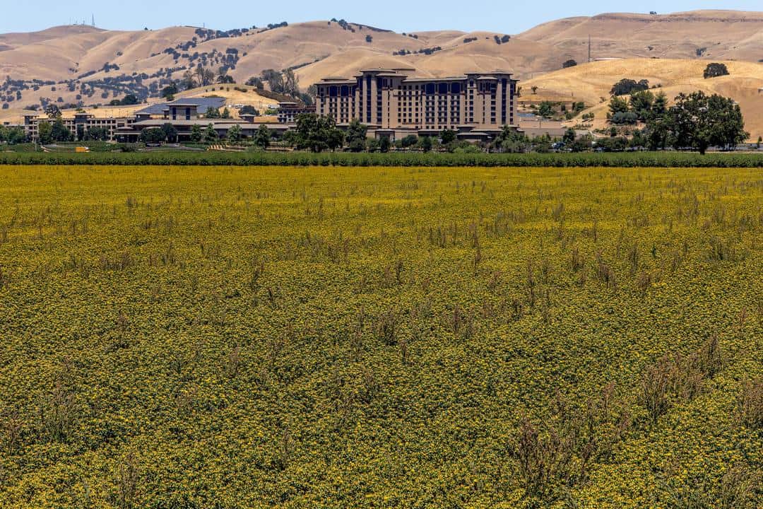 Séka Hills
Capay Valley outside of Sacramento
July 2023
Cache Creek Casino is owned by the Yocha Dehe Wintun Nation and the resulting revenue has helped them to repurchase some of their ancestral lands. A portion of these lands are used to grow olive oil, winegrapes and more under their Séka Hills brand
Photography by Hilary Rance