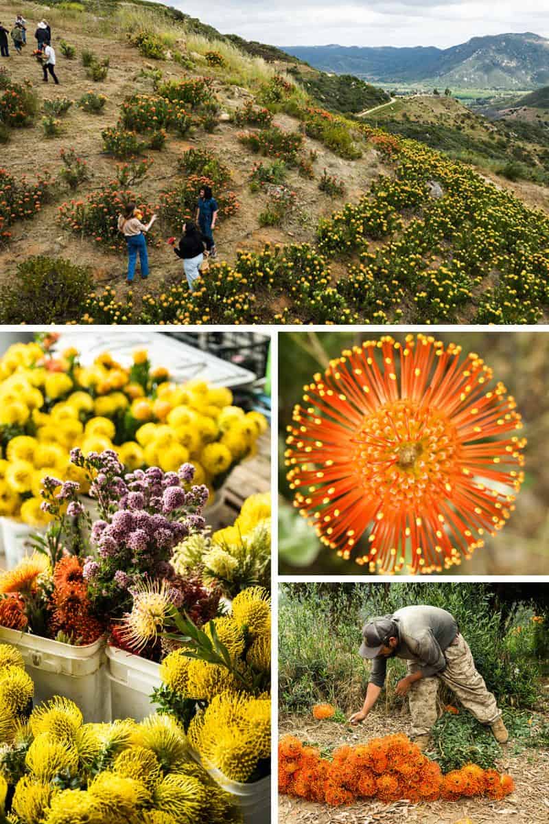How Pincushion Protea Flowers Are Grown in California