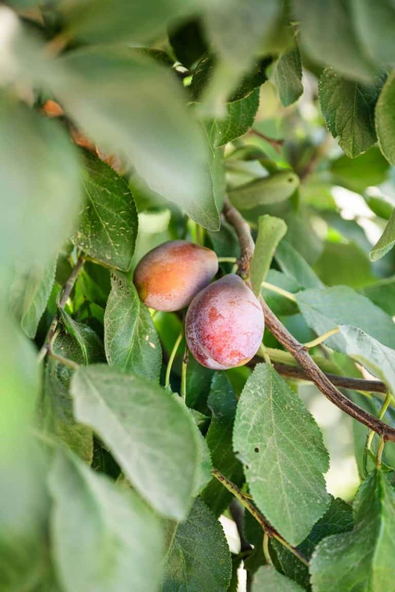 The Ultimate Guide To Pluots, Plums, And Prunes California Grown
