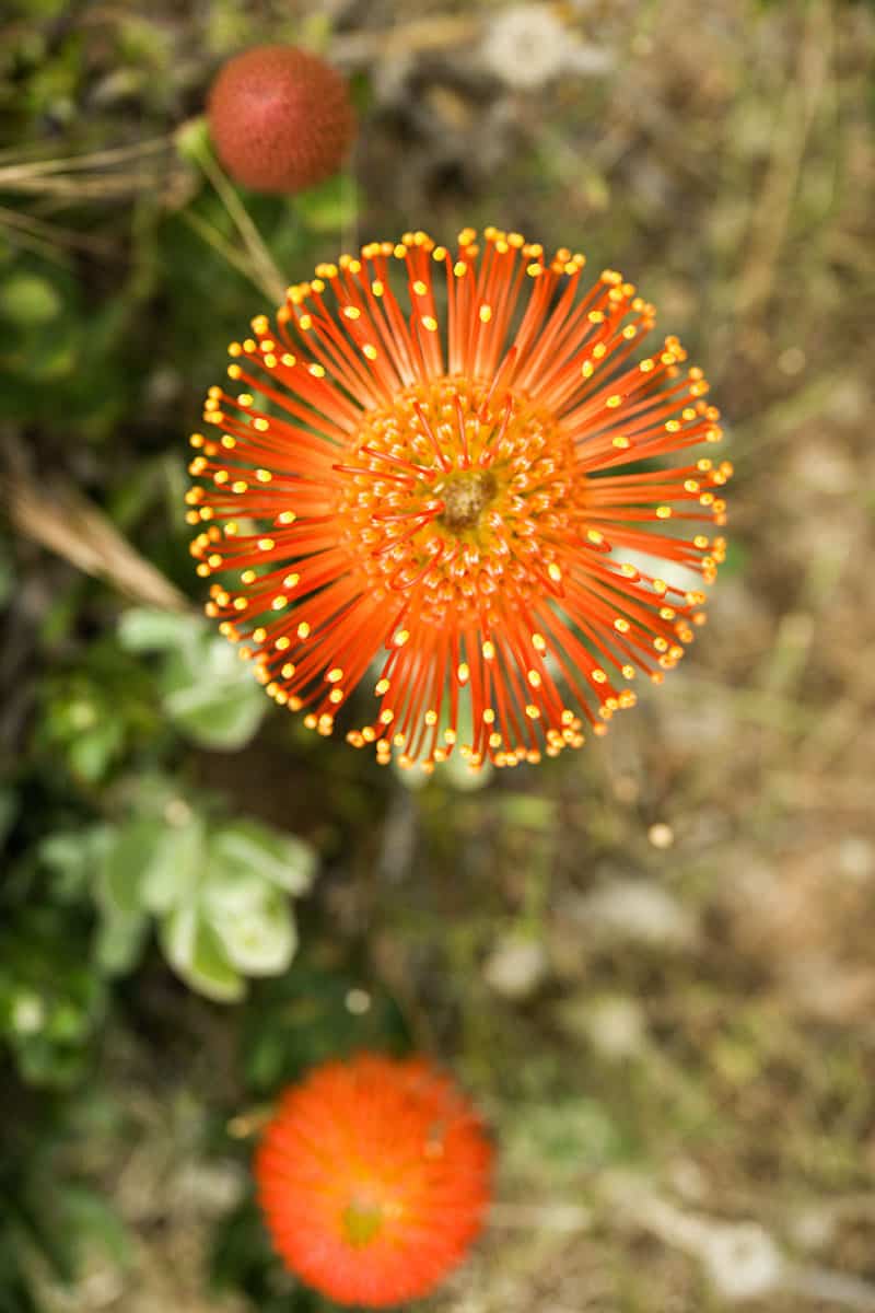 Protea Pincushion Orange - Wholesale - Blooms By The Box