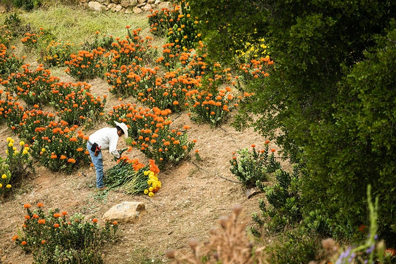 Learn How to Press Flowers - California Grown