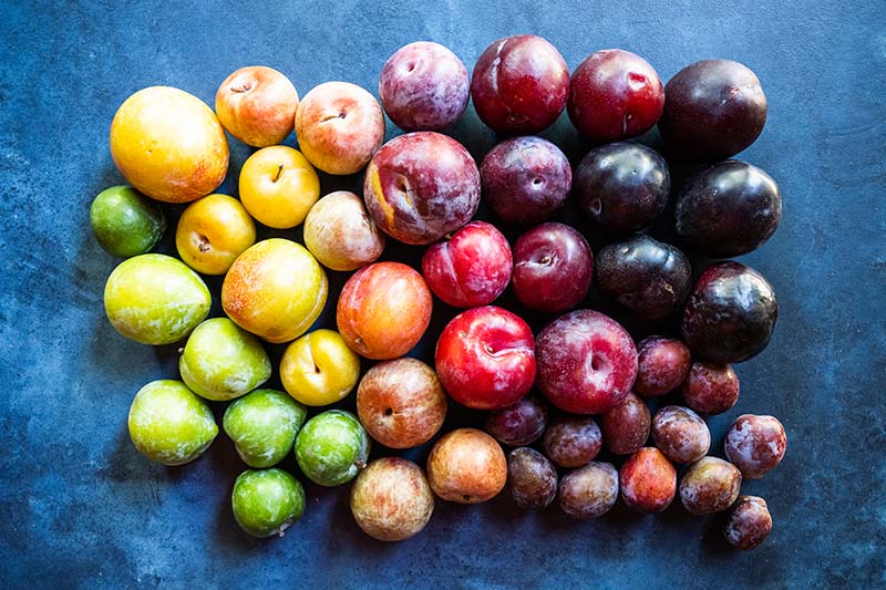 Pluots, Plums, And Prunes - rainbow plum and pluot image