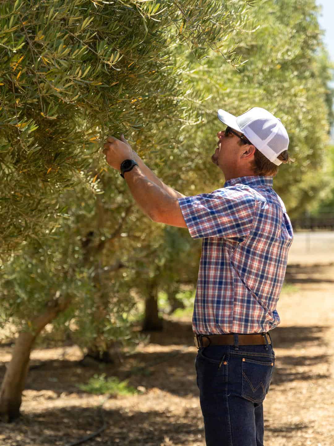 Séka Hills - Olive Oil, wines and more produced by the Yocha Dehe Wintun Nation We visited their tasting room in the Capay Valley. July 2023 Photography by Hilary Rance Jim Etters, director of land management, inspects the olive trees located across from the tasting room