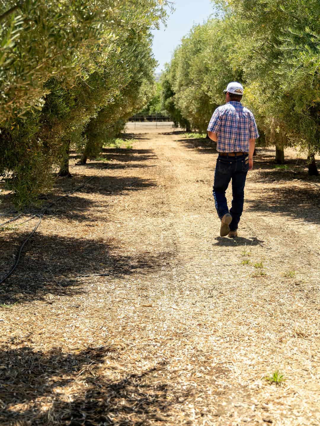 Séka Hills - Olive Oil, wines and more produced by the Yocha Dehe Wintun Nation
We visited their tasting room in the Capay Valley.
July 2023
Photography by Hilary Rance
Jim Etters, director of land management, walks through the olive trees located across from the tasting room