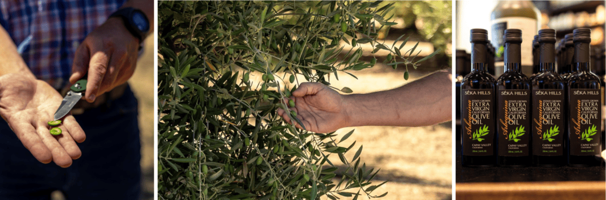 Séka Hills olive oil. Director of Land Management inspecting immature olives + the final product