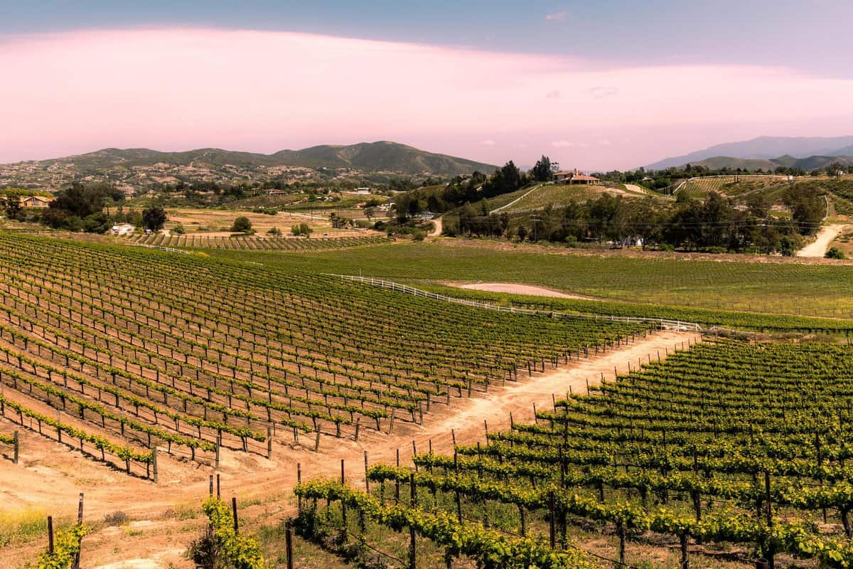 Temecula Wines: Southern California’s Best-Kept Secret