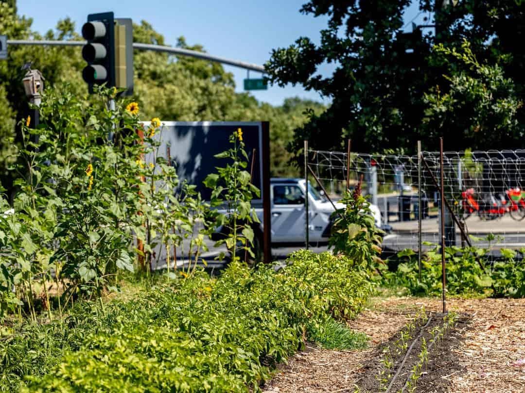 Three Sisters Gardens in a formerly abandoned lot in West Sacramento