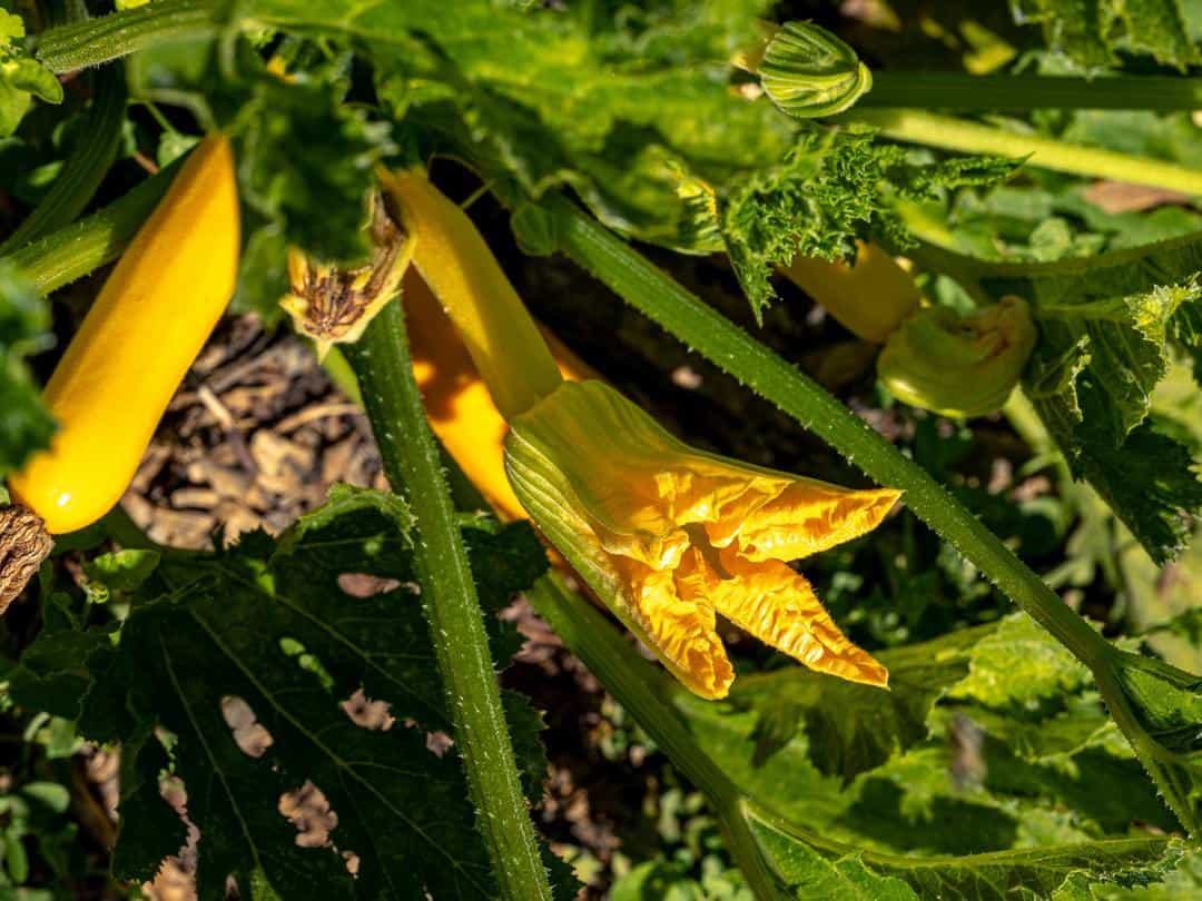 squash plant at Three Sisters Gardens