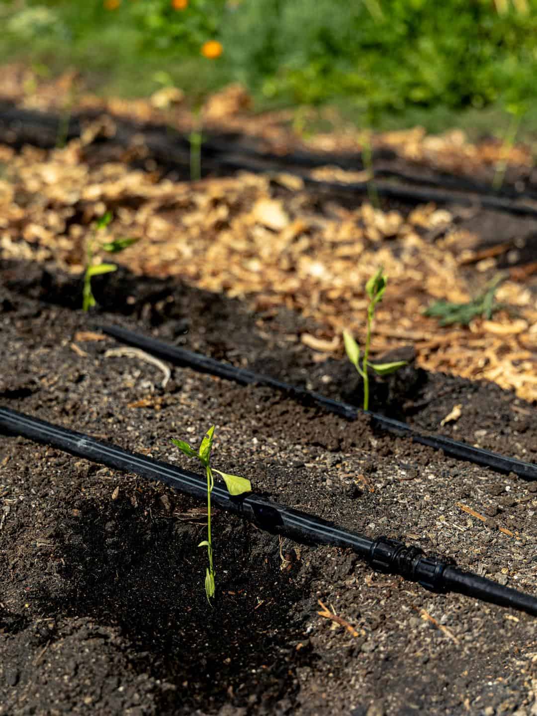 seedlings growing at Three Sisters Gardens