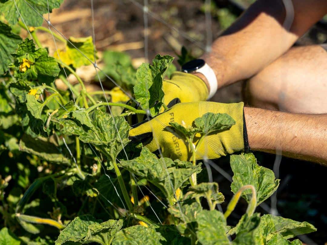 tending to squash plants