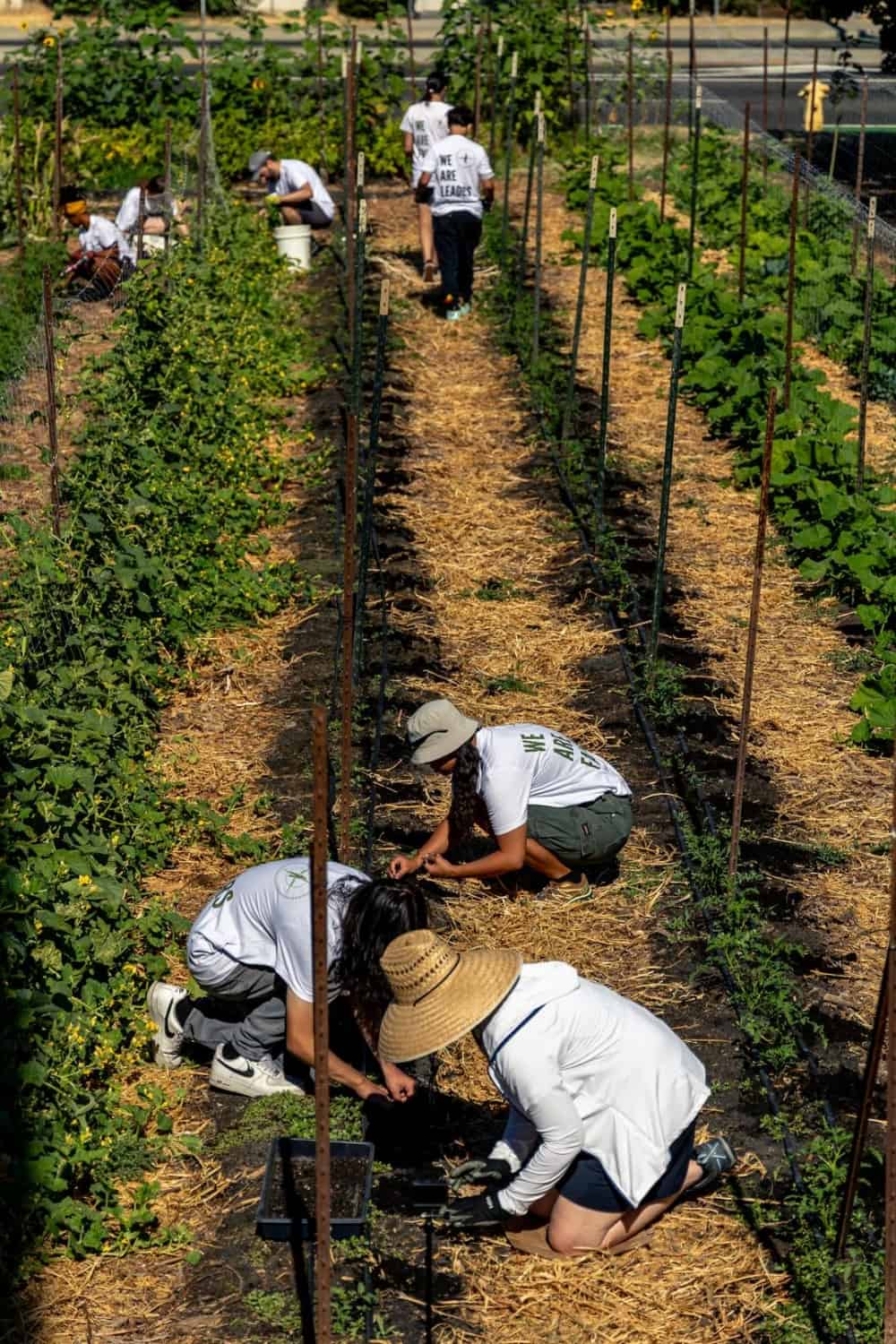 volunteers at Three Sisters gardens