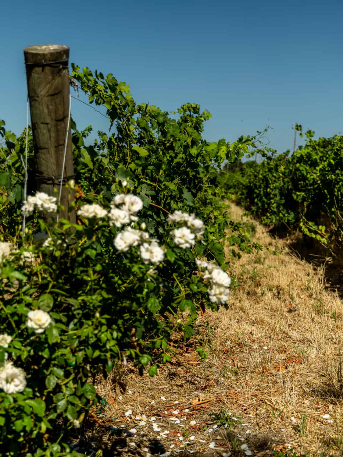 Clarksburg vineyards are just  15 minute drive from sacramento