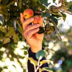 hand pulling apples off tree at High Hill Ranch