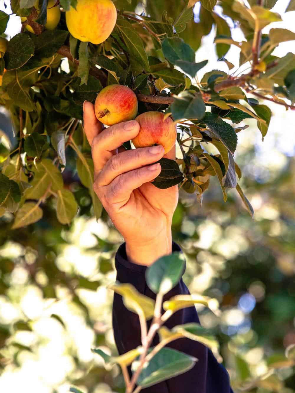 hand pulling apples off tree at High Hill Ranch