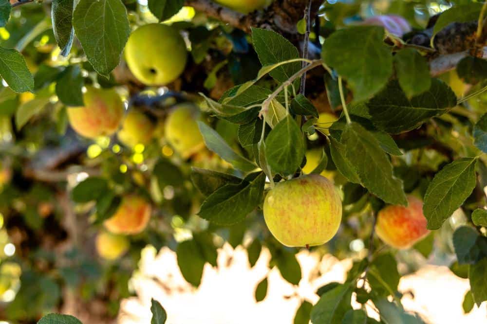 apples on the tree at High Hill Ranch