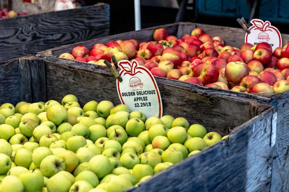 Apples in bins at High Hill Ranch