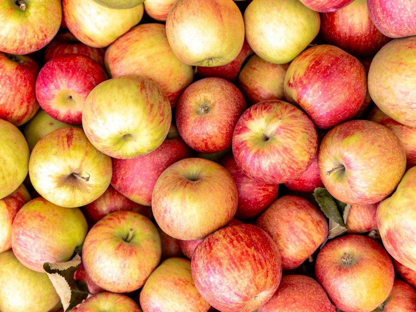 How do apples grow in California?