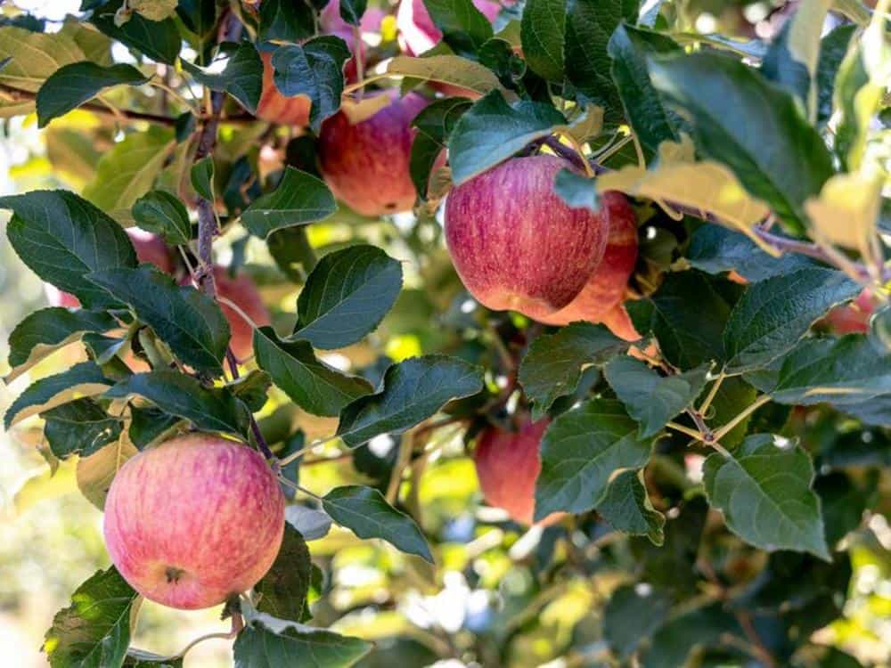 apples on a tree at apple hill