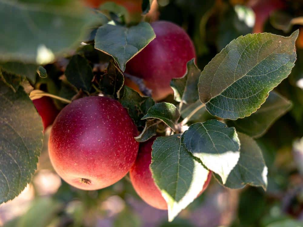 arkansas black apples at Rainbow Orchards