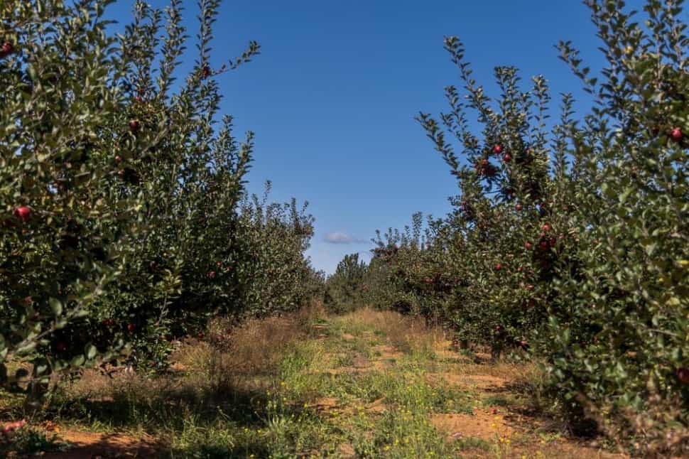 how-do-apples-grow-in-california-california-grown