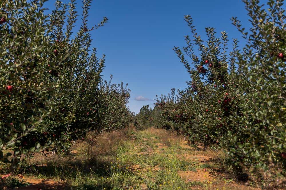 Rainbow Orchards - apple orchard