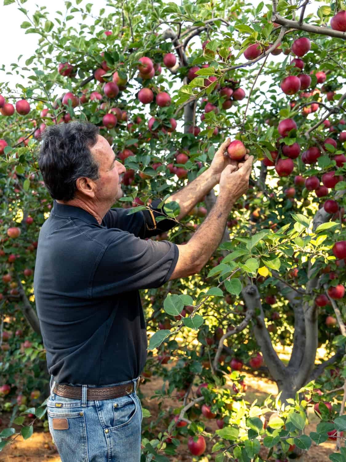 steve tuso, owner of apple ridge a u-pick apple farm
