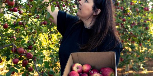 Apple Ridge Farms: U-Pick Apple Farm