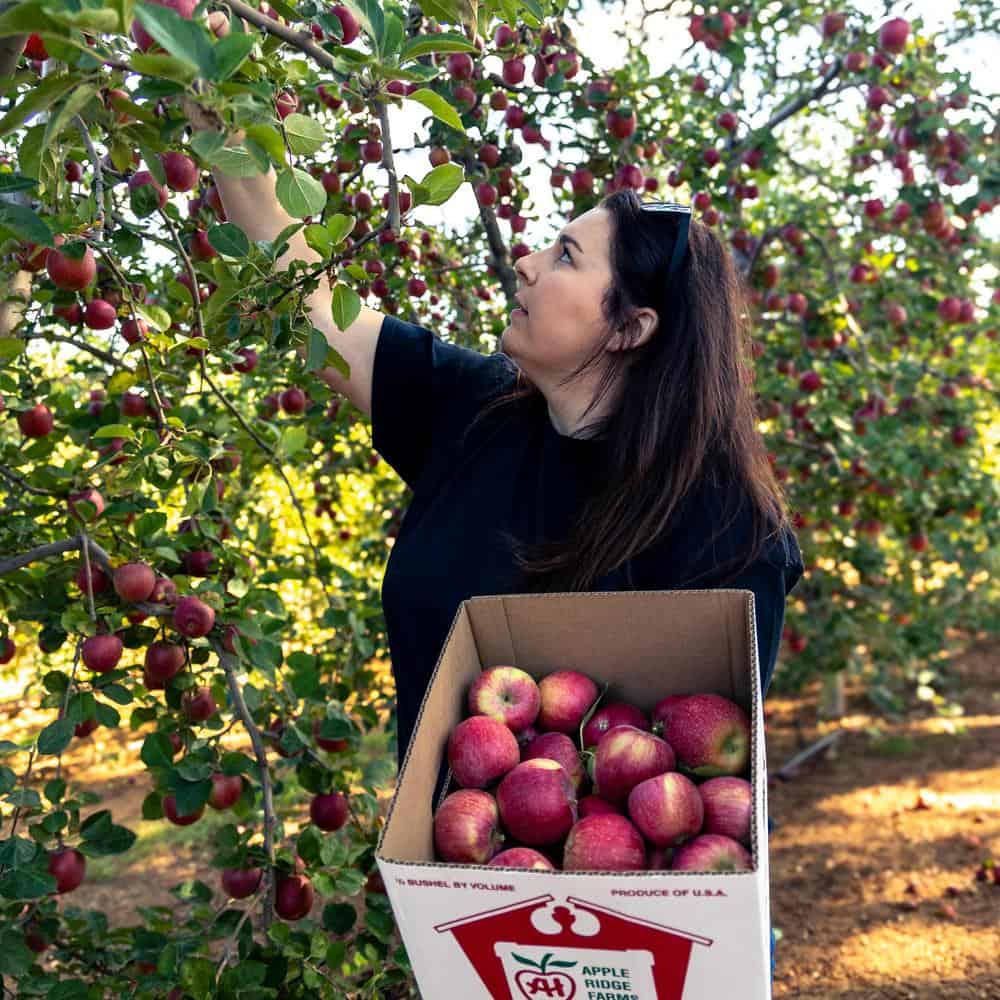 our favorite u-pick apple farm - apple ridge at apple hill