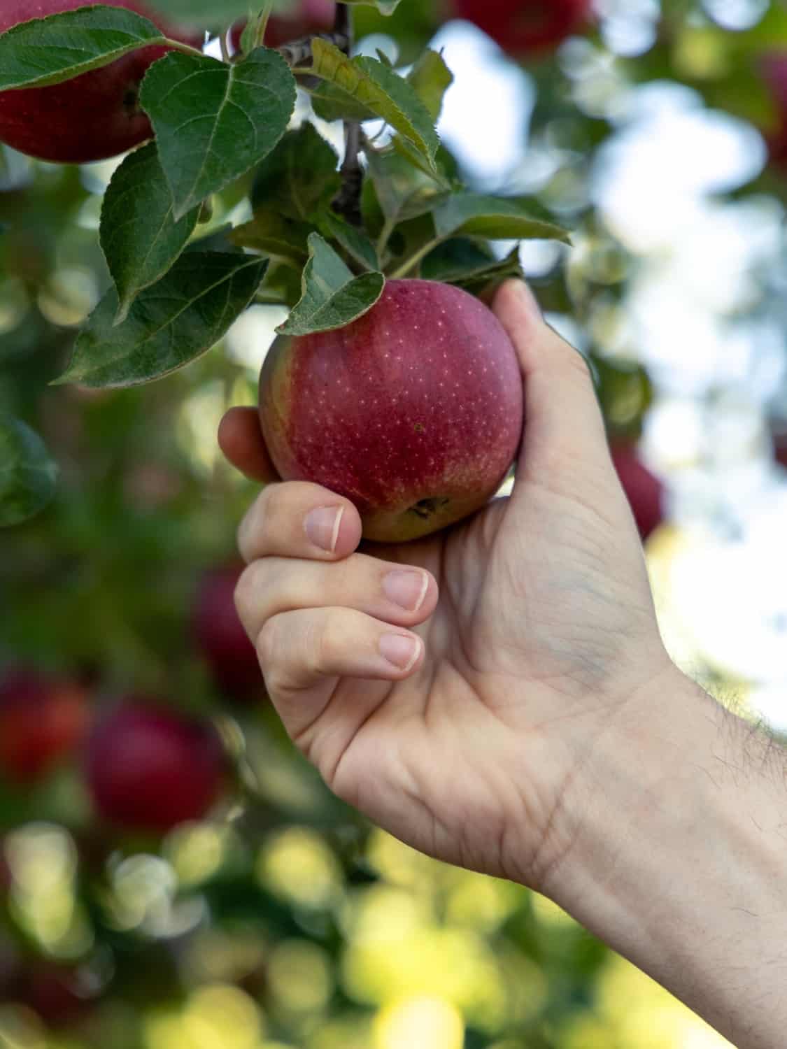 hand reaching to pull an apple from the tree