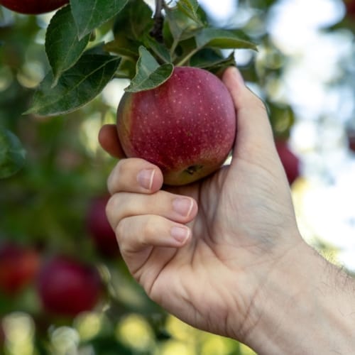 From Field to Fork: Exploring California through Farm Tours