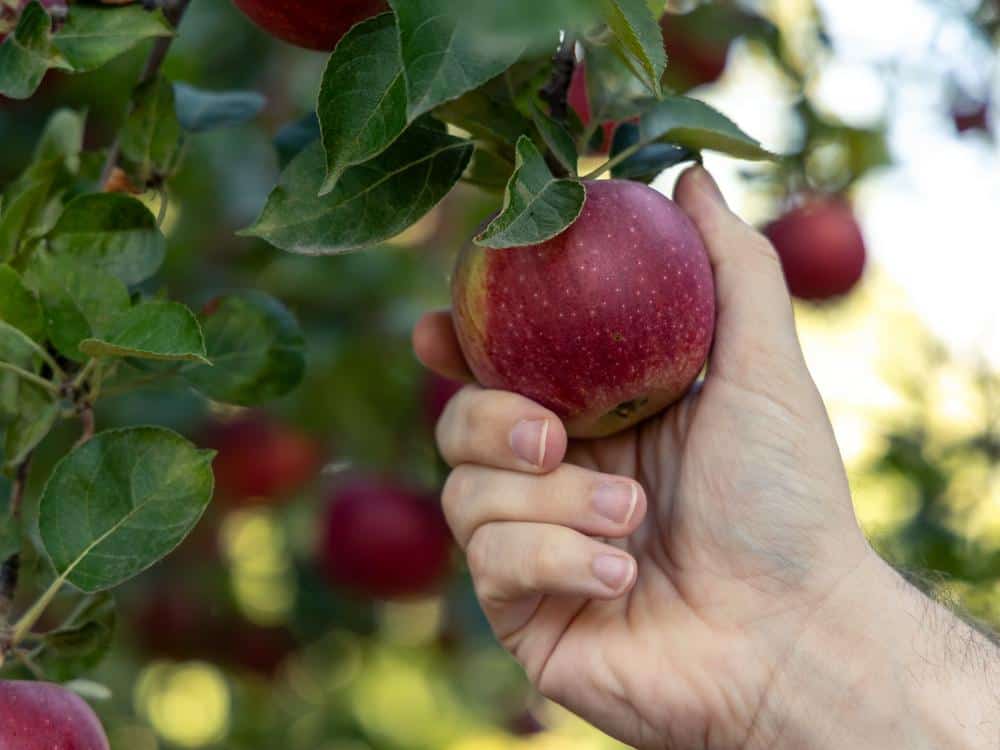 hand reaching to pull an apple from the tree