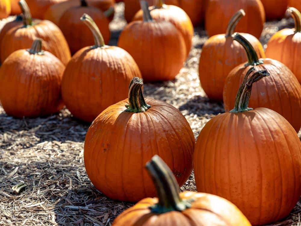 pumpkins at the pumpkin patch at apple ridge