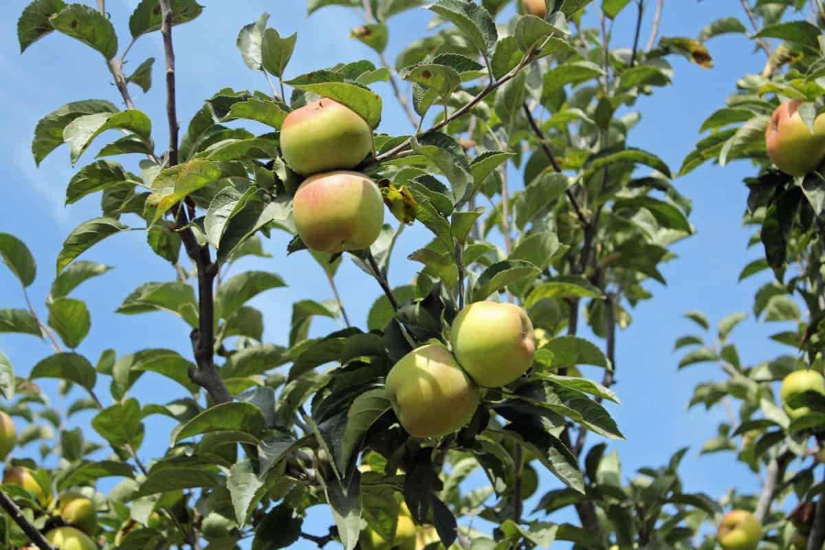 apples for martinelli's apple cider