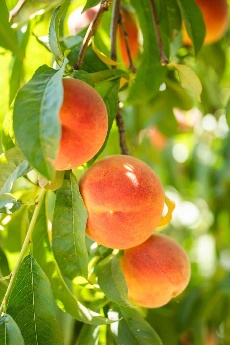 peaches at cubre farms