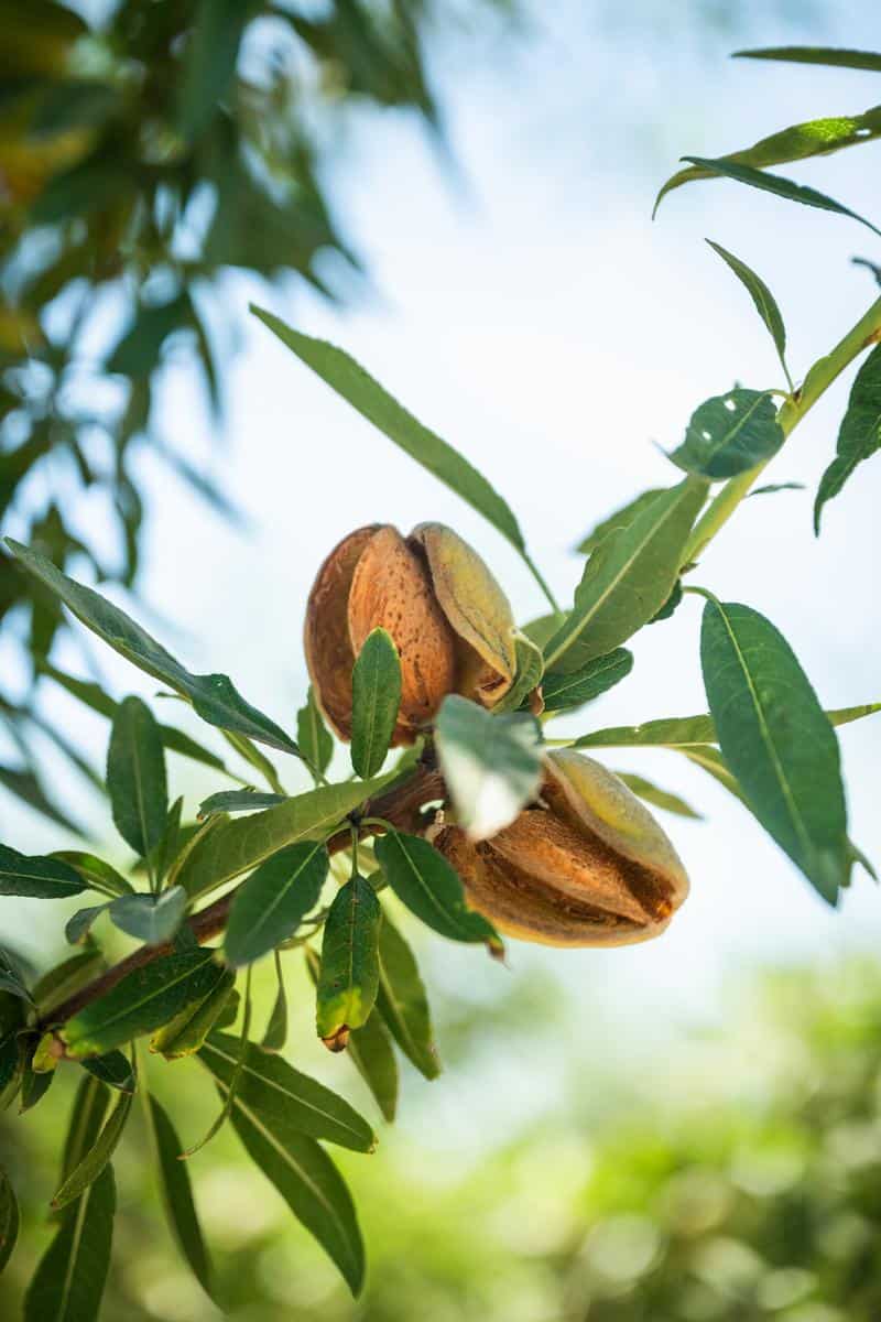 almonds at cubre farms