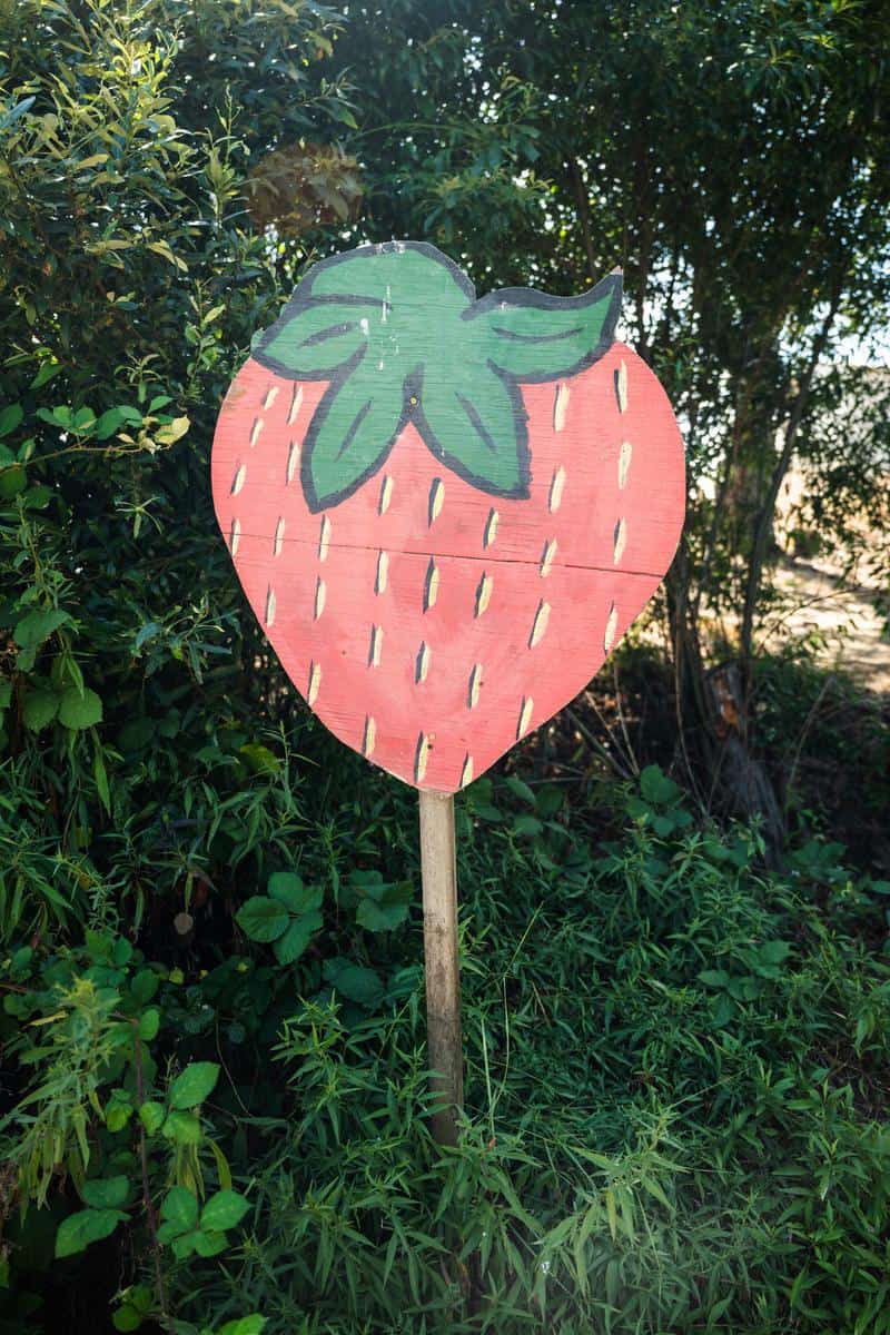 gizdich ranch strawberry sign