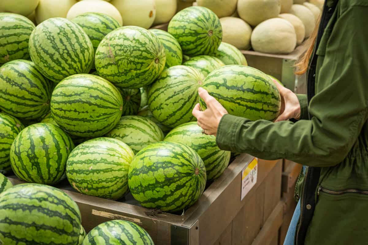 woman inspecting watermelons at the grocery store