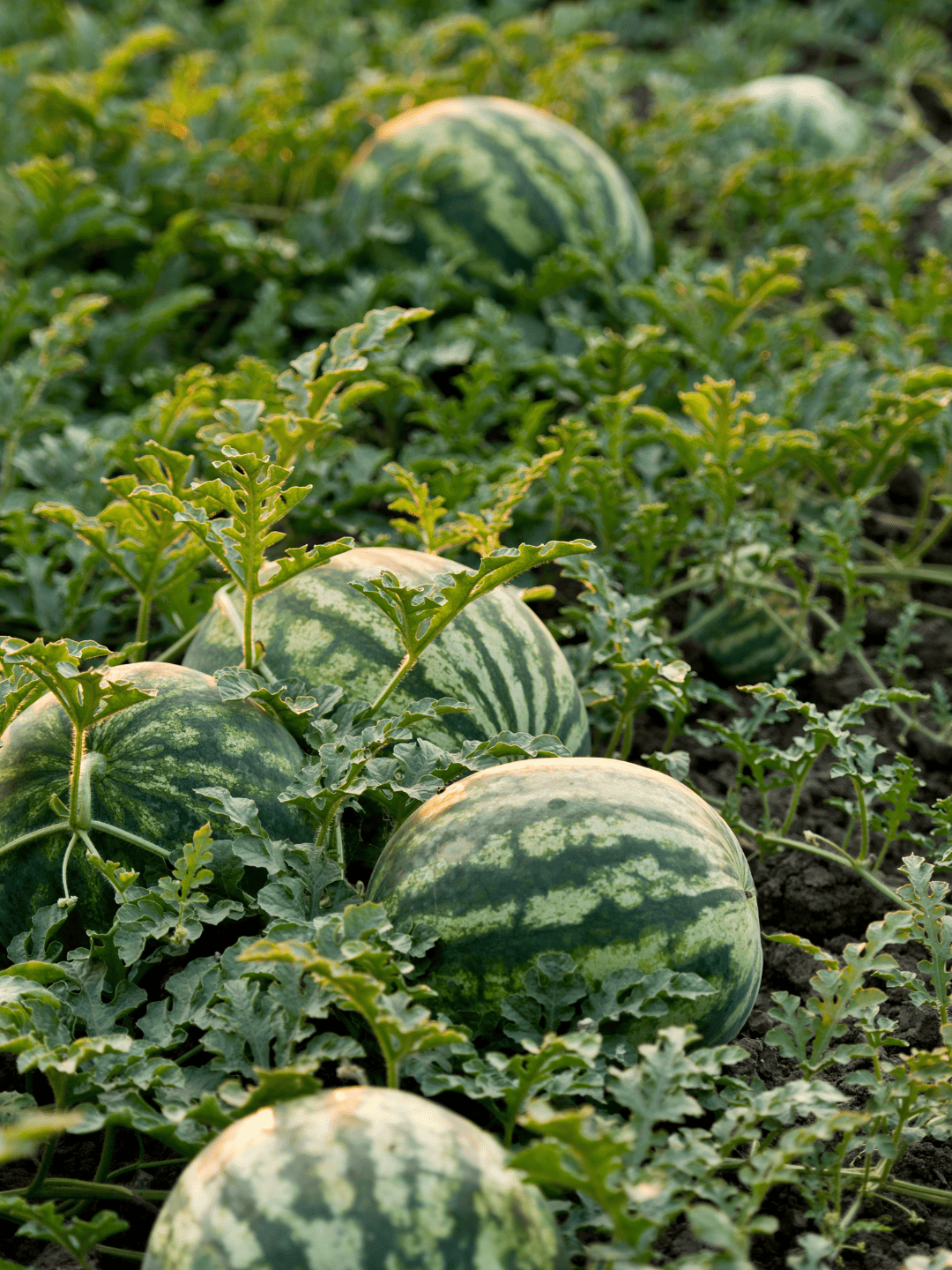 watermelons growing in a field