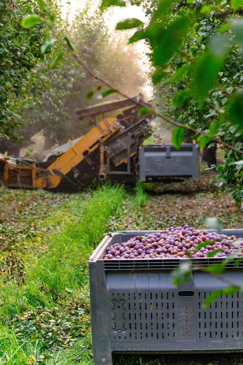 California Prune Harvest