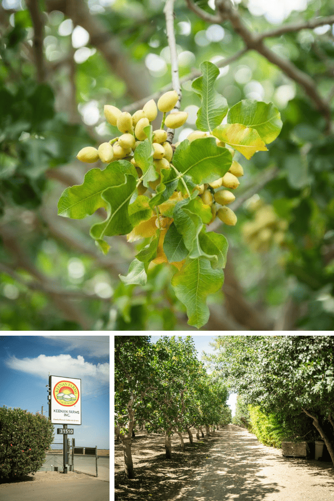Keenan Farms: Cultivating Excellence in Pistachio Growing