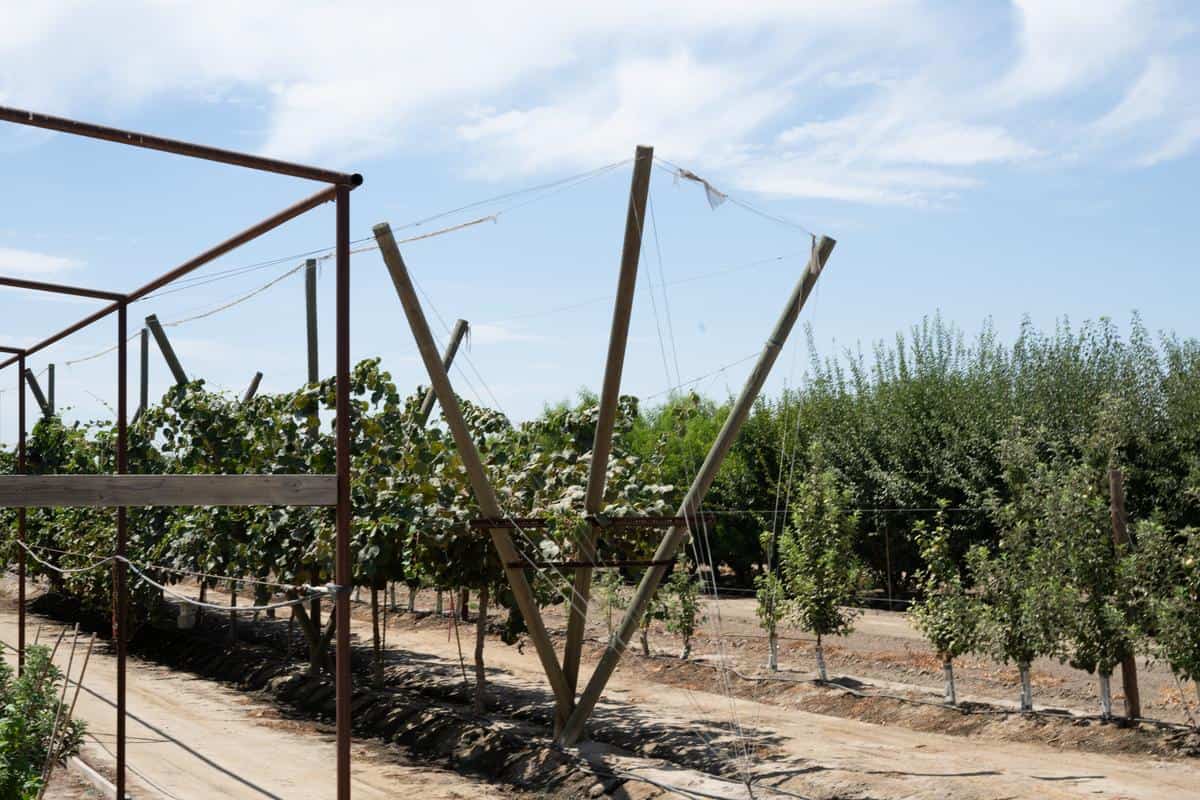 Test orchard at Family Tree Farms