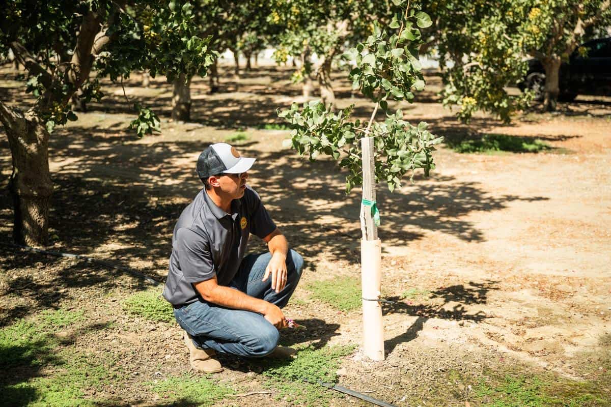 Keenan Farms Pistachio Farms 