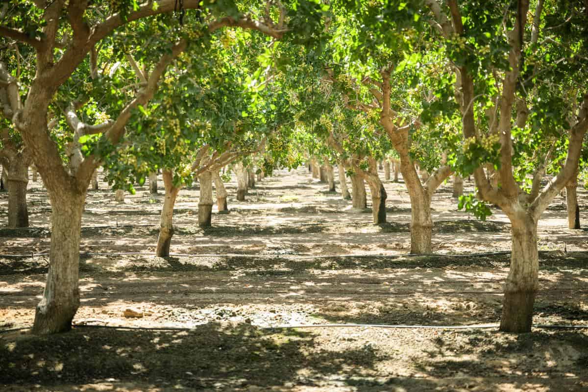 Keenan Farms Pistachio Farms