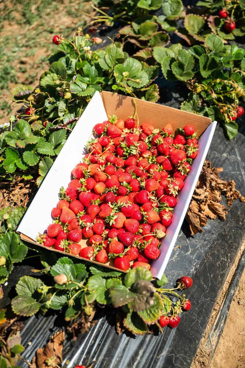 you pick strawberries in a white box on the ground in a row of strawberries