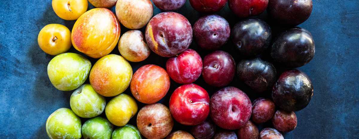 various plum varieties header image